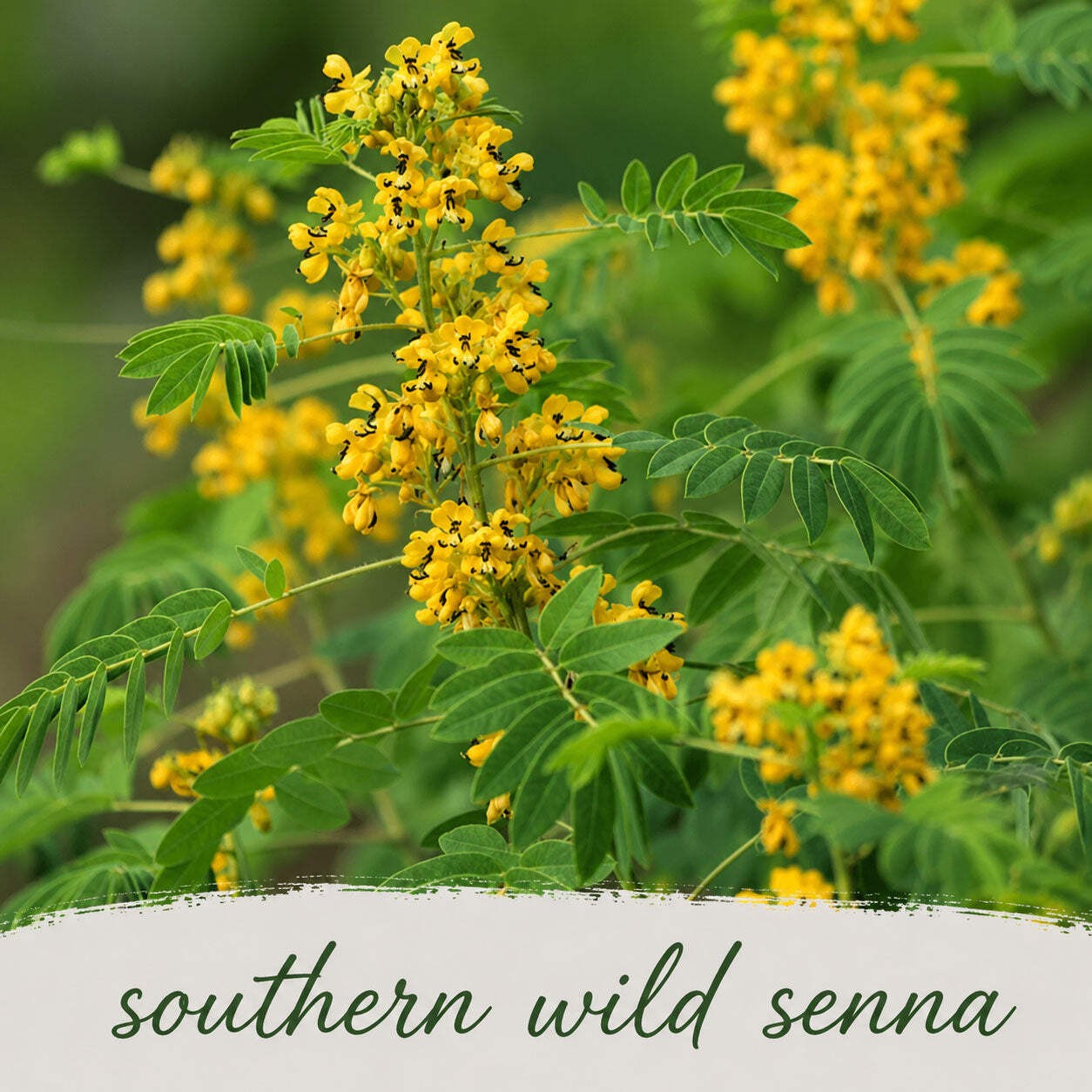 Mini Native Tall Hummingbird Seed Mix | Prairie Legacy Inc.