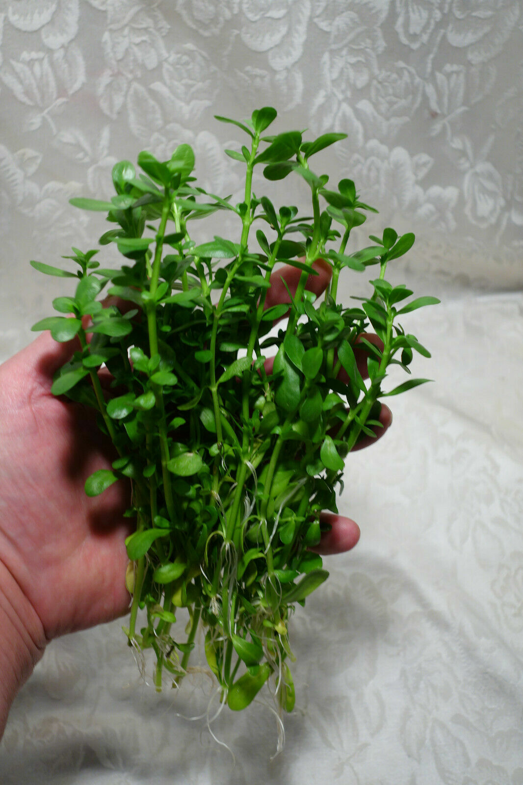 75 REAL Bacopa Monnieri SEEDS – Aquarium Aquatic Pond Plant Brahmi Water Hyssop