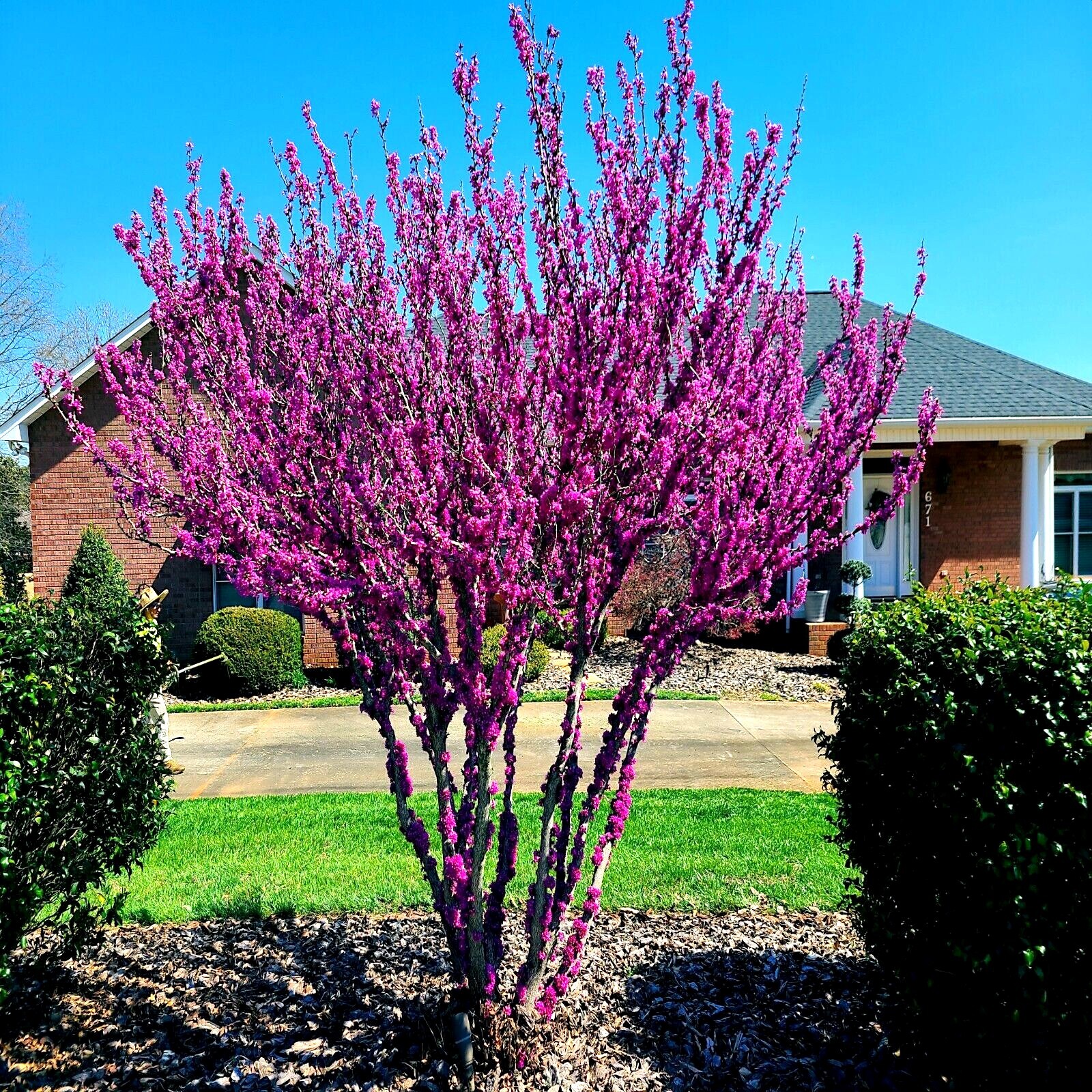 Judas Tree Seeds (Cercis siliquastrum) Mediterranean Redbud Plant Fast Hardy-4