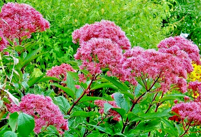 JOE PYE WEED 1001 SEEDS BONSET, EUPATORIUM PURPUREUM, TALL WILDFLOWER, BULK
