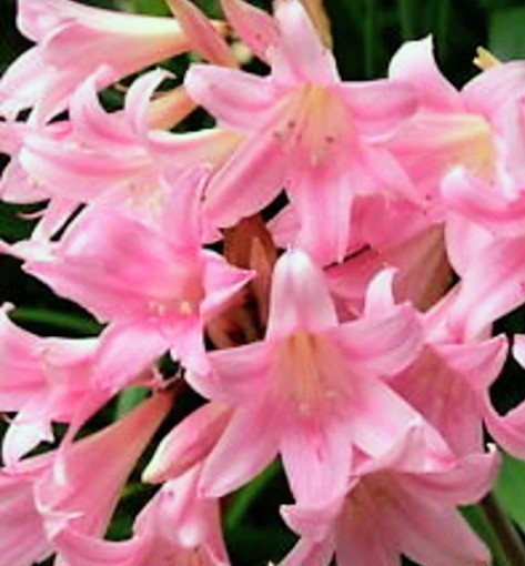 💗 Naked Ladies Pink – Lot of 5 Lycoris squamigera Surprise / Resurrection Lily