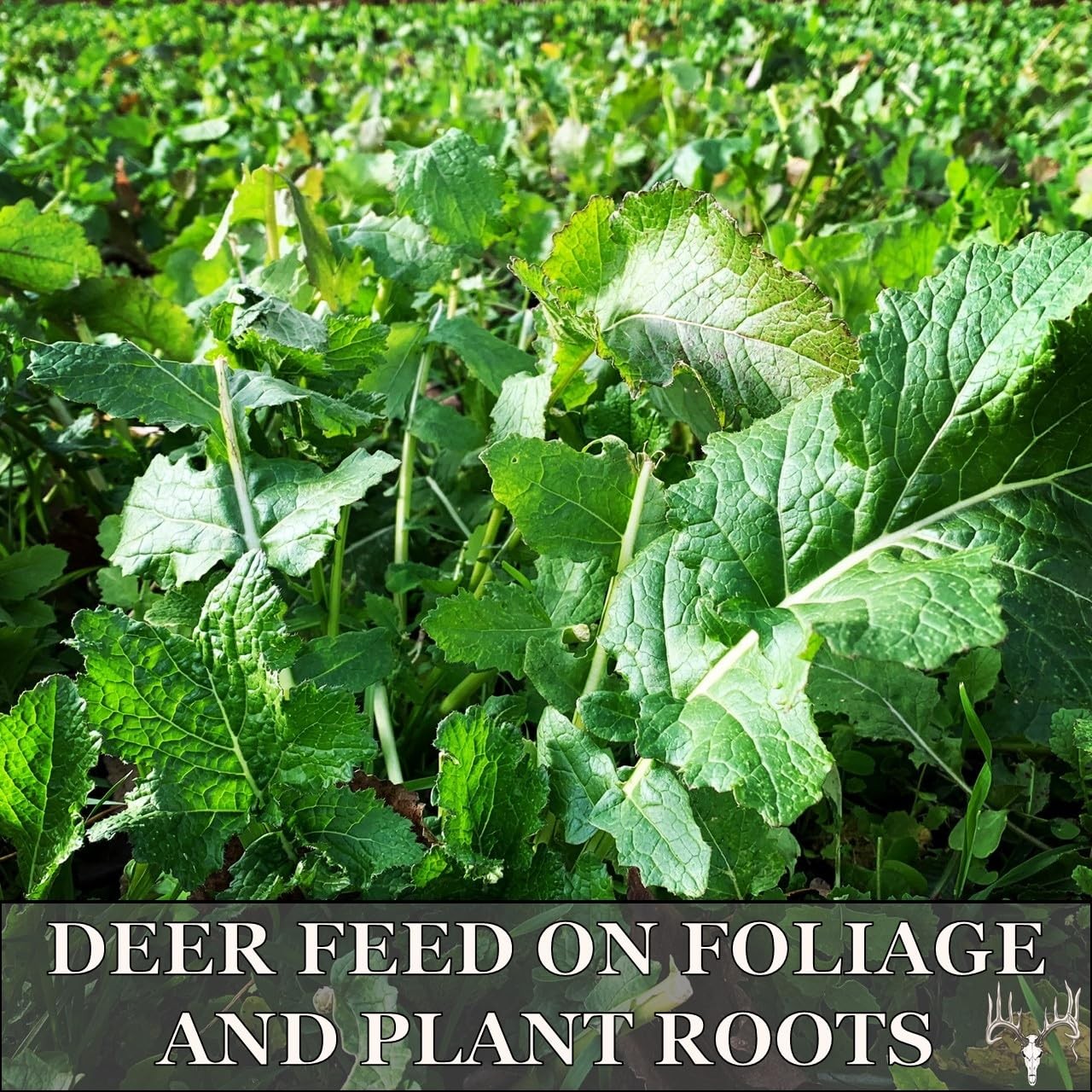 Fall Food Plot Seed Mix for Whitetail Deer & Turkey 4 lbs, No Till, 0.67 Acres