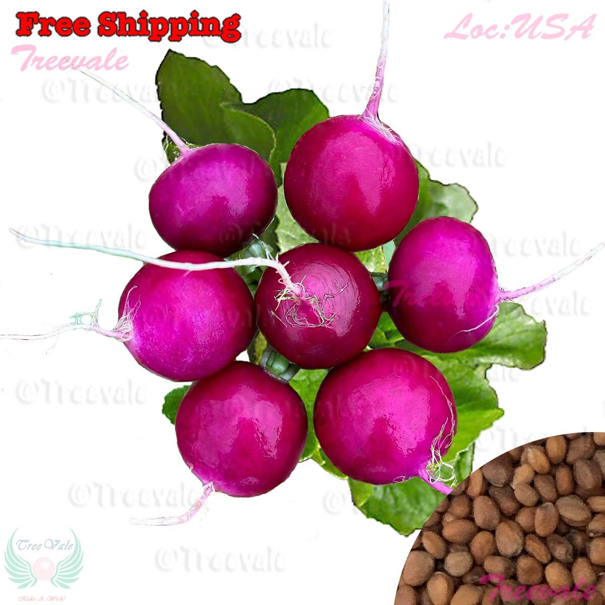 Purple Plum Radish Seeds – Purple skin White Flesh Radish Seeds | Seeds