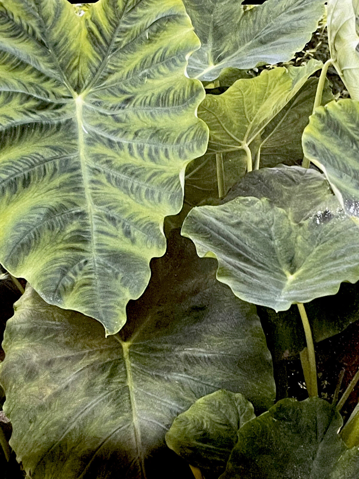 Elephant Ear ‘Big Leaf Green’ (1) Bulb