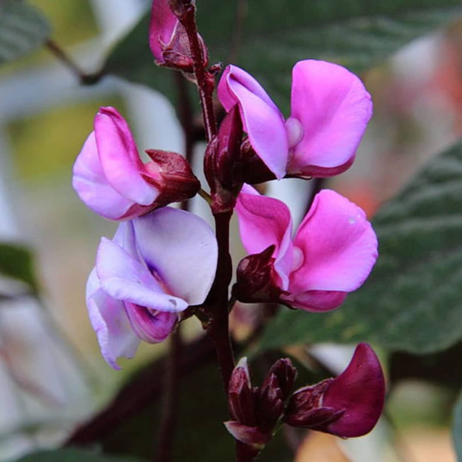 30 Pcs Non-GMO Purple Hyacinth Bean Seeds Red Leaved Plant Vine Seeds Purple Flo