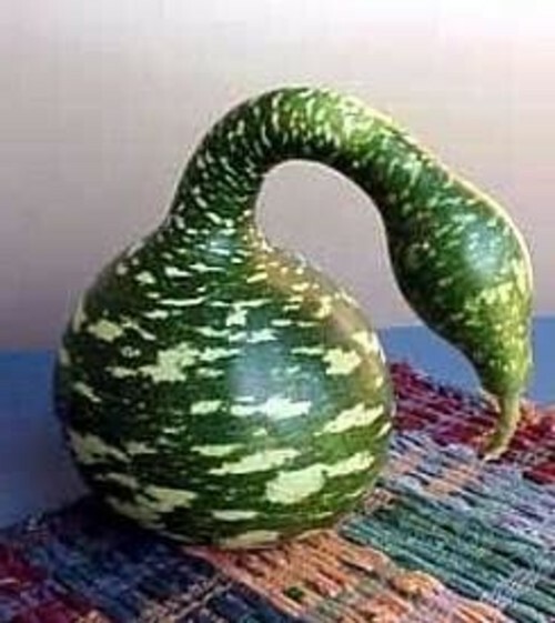 Speckled Gourd Swan Ideal For Crafts & Arts – 10 Seeds
