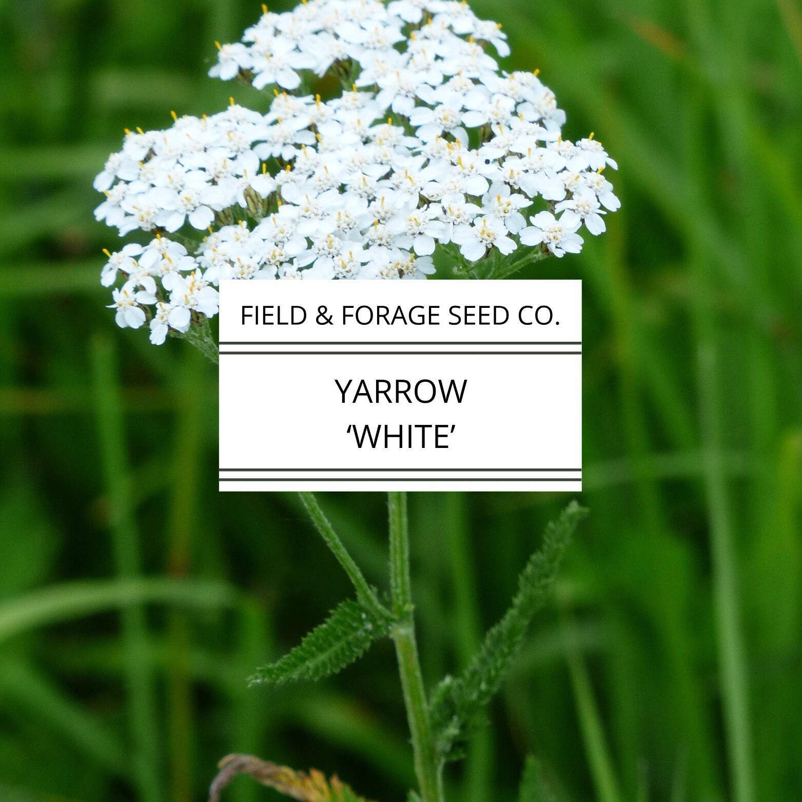 Yarrow ‘White’ | Achillea millefolium | Heirloom | Non-GMO | 100 Seeds