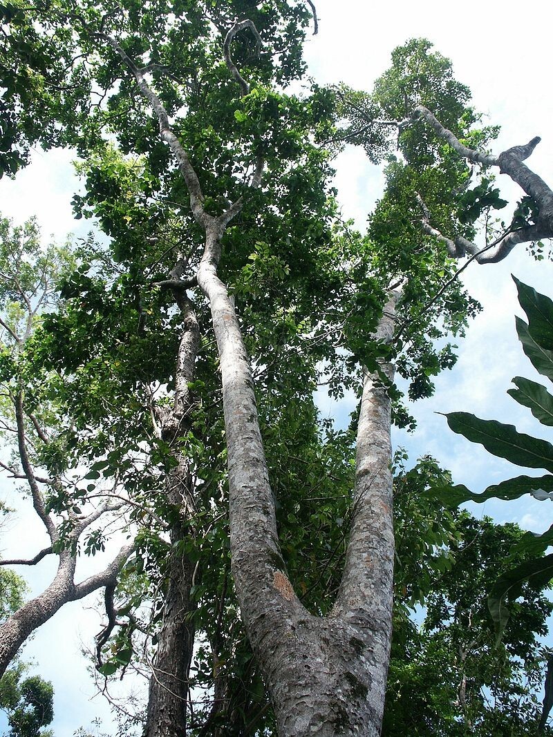 Intsia Bijuga Tree 1 Large Seed Fragrant Flowering Moluccan Ironwood Borneo teak