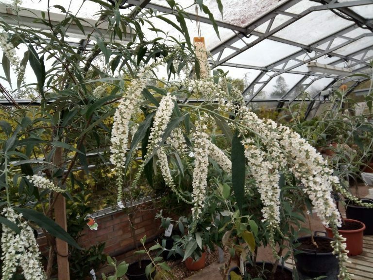 Buddleja asiatica. White butterfly bush Winter lilac 20 seeds