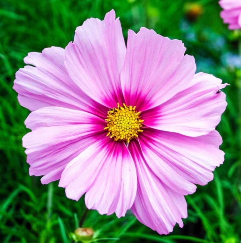 125+ Gloria Cosmos Seeds **Fresh Seeds** ~~Free Shipping~~