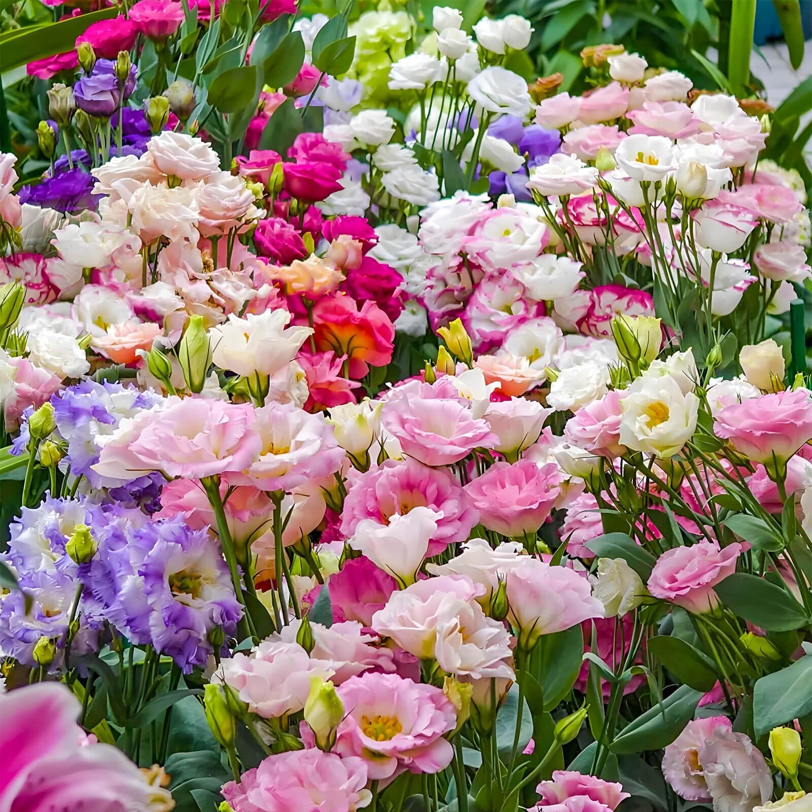 2000+ Lisianthus Seeds for Planting 2 Pack Mixed Color Perennial Eustoma Gra…