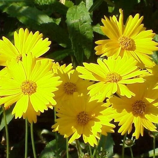 500+ Wildflower Mix Seeds – SHADE with Perennials – Pollinators Non-GMO Heirloom
