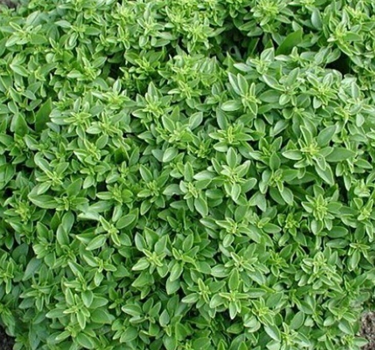 DWARF GREEK BASIL SEEDS 300+ ANNUAL garden Herb spice NON-GMO FREE SHIPPING