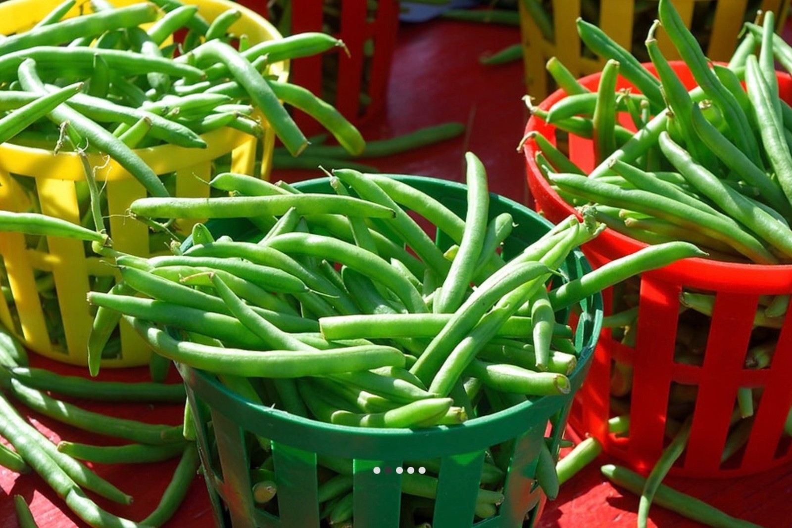 Heirloom Blue Lake Bush Bean – Fresh Seeds – Non-GMO, 55-65 days, USA Seller