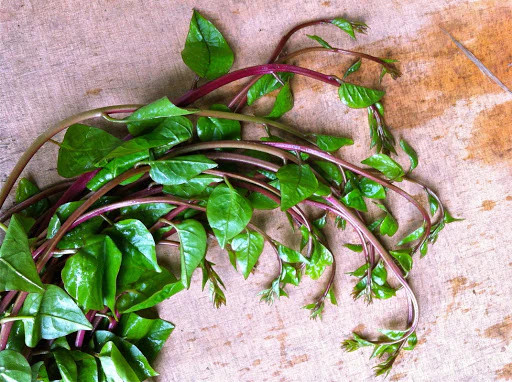 Red Stem Malabar Spinach Seeds | Basella Alba Rubra Ceylon Green Vegetable 2023