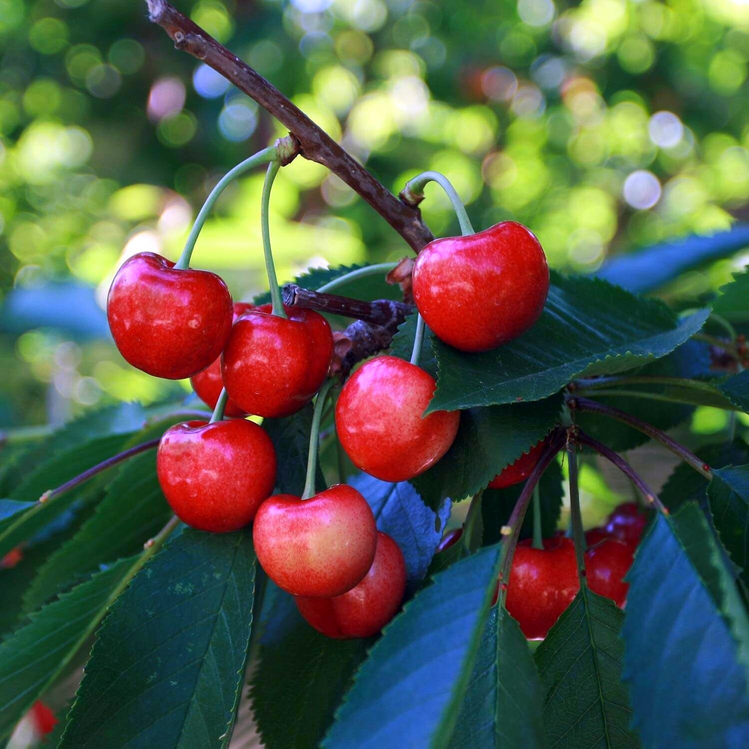 Sweet Mazzard Cherry Tree Seeds (Prunus avium) Edible Fruit, Fast, Hardy-Zone 4