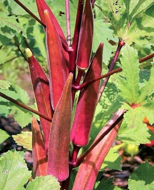 50+ Red Burgundy Okra Seeds Seeds – Non-GMO