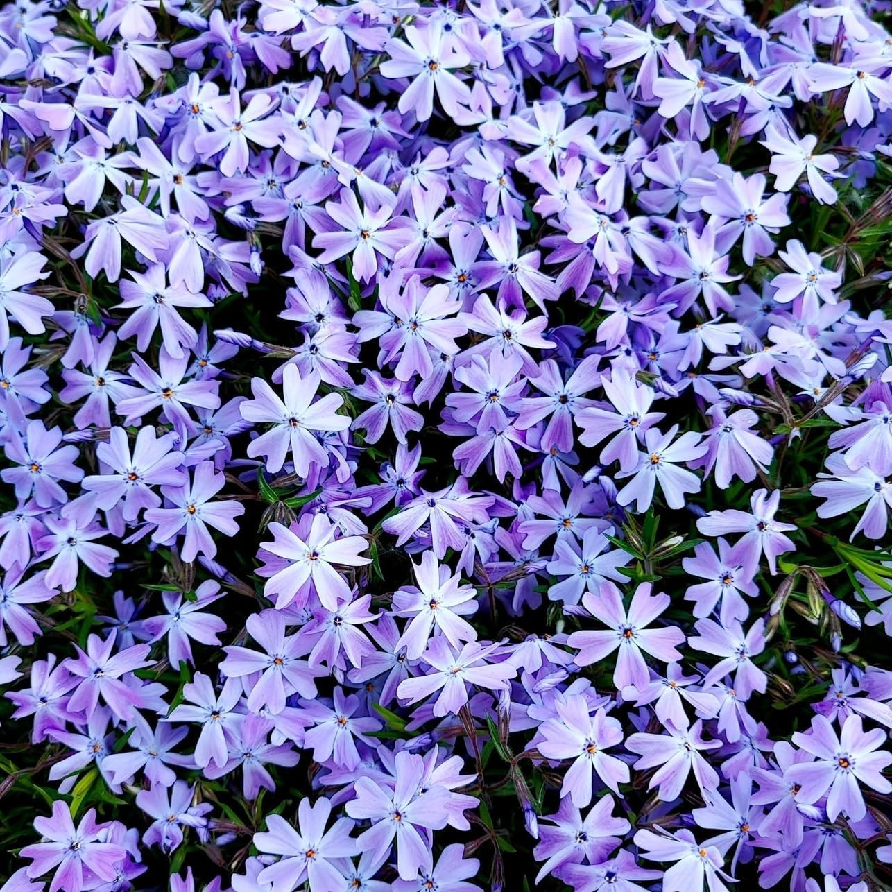 1100+ Annual Phlox Beauty Mix Seeds for Planting Outdoor-Creeping Phlox Ground C