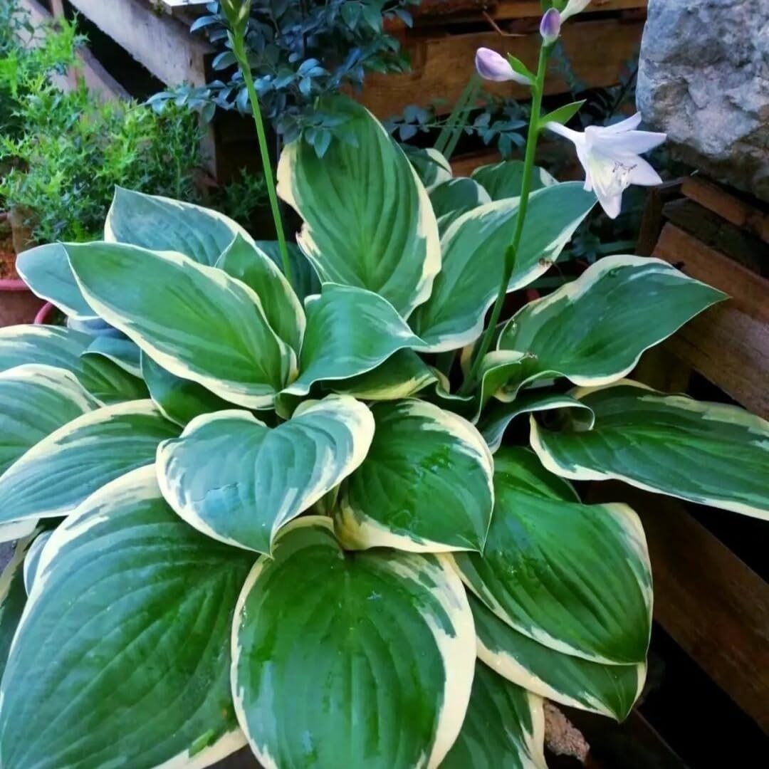 Hosta Seeds for Planting – 200+ Shade Loving Perennial Seeds, Fragrant Blooms, C