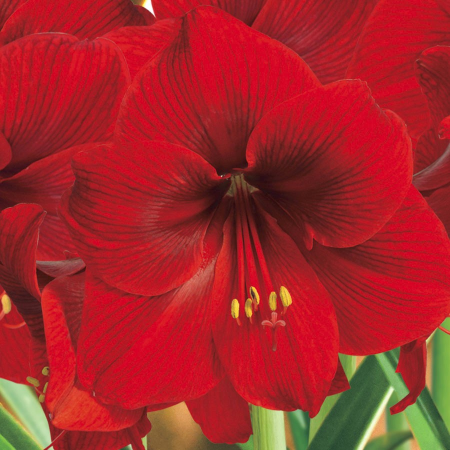 1 RED AMARYLLIS **Multiple blooms per bulb **Holiday / Christmas flowers