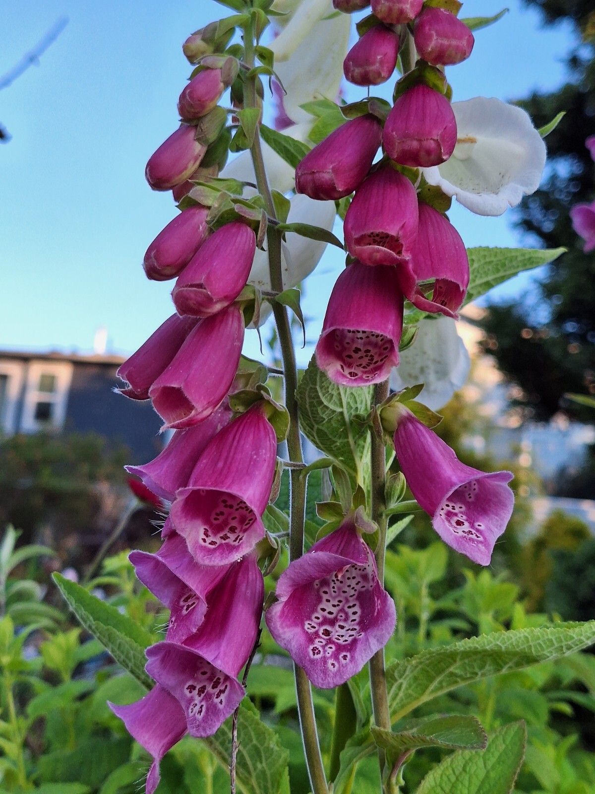 FOXGLOVE 1002 SEEDS DIGITALUS PURPUREA, SPOTTED PURPLE OR WHITE FLOWERS *BULK*