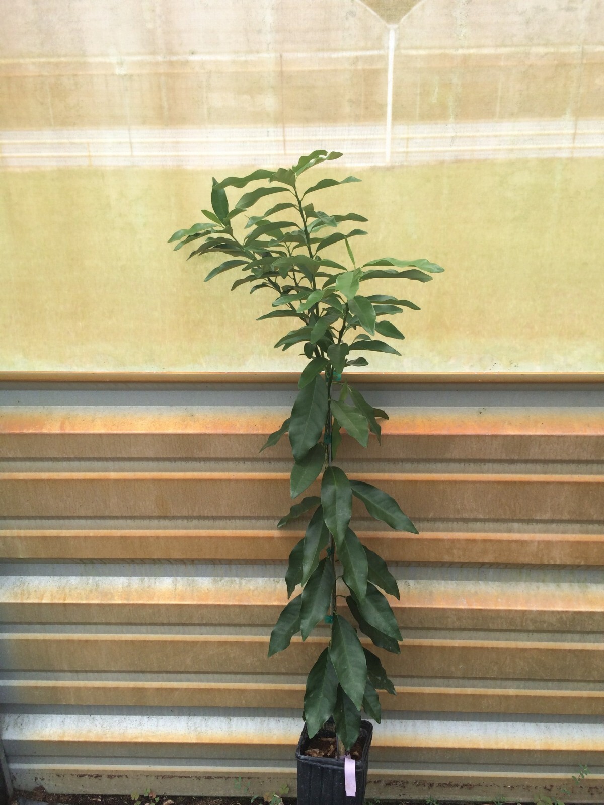 Florida only!! Persian (Tahiti) Lime Tree, Grafted plant, 18-30 inches tall