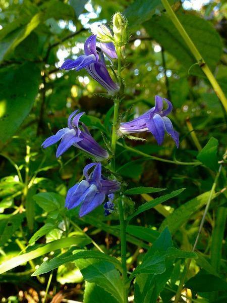 Lobelia siphilitica | Blue Cardinal Flower, | Big Blue Lobelia | 200 Seeds