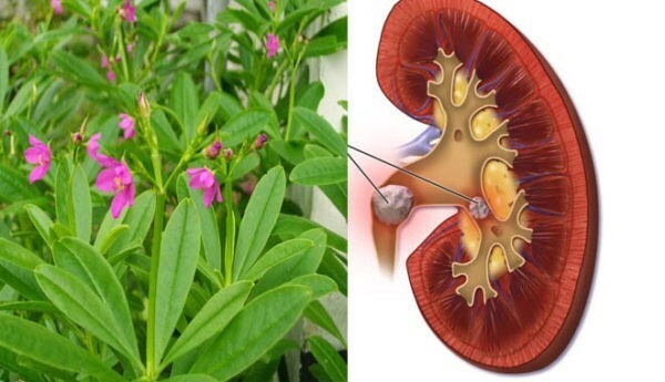 800+ Jewels of Opar / Talinum Paniculatum / Edible Herb Ginseng Seeds/ Sâm Đất