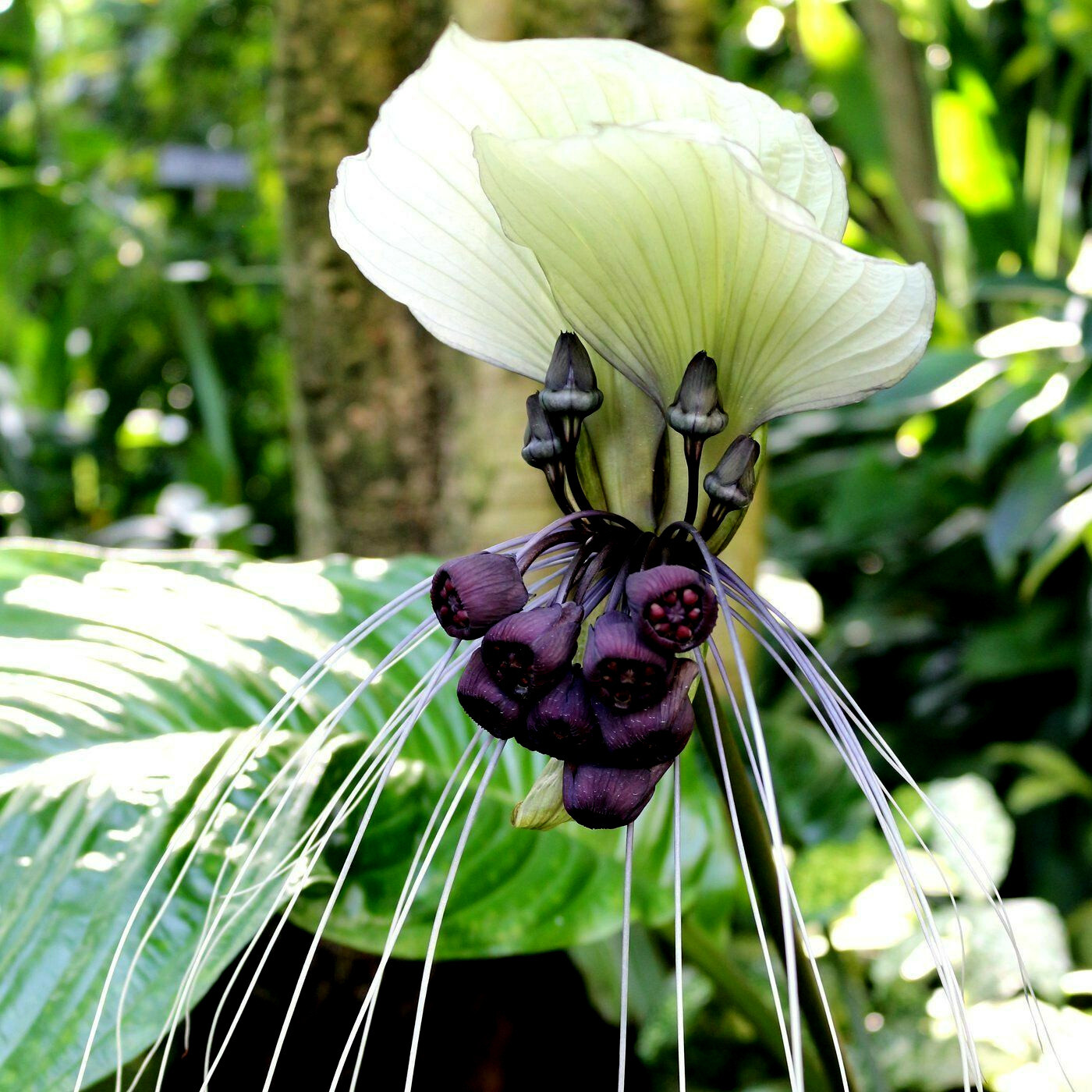 10 White Bat Orchid Flower Seeds (Tacca Integrifolia) Exotic Tropical Houseplant