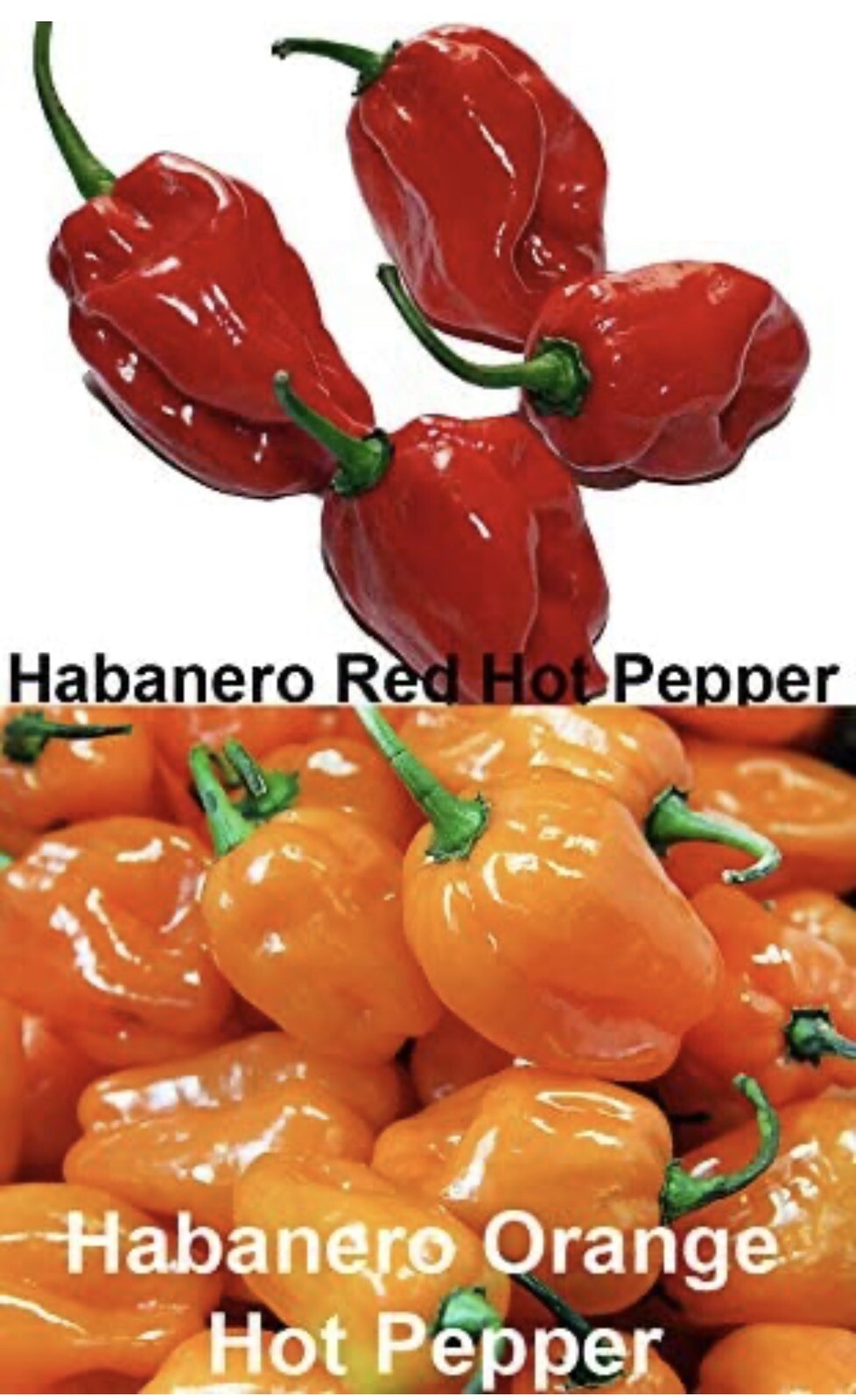10 bags Asian Pepper Hot Mix (HOT) Vegetable Seeds NON-GMO Mixed 16 Types 100ct
