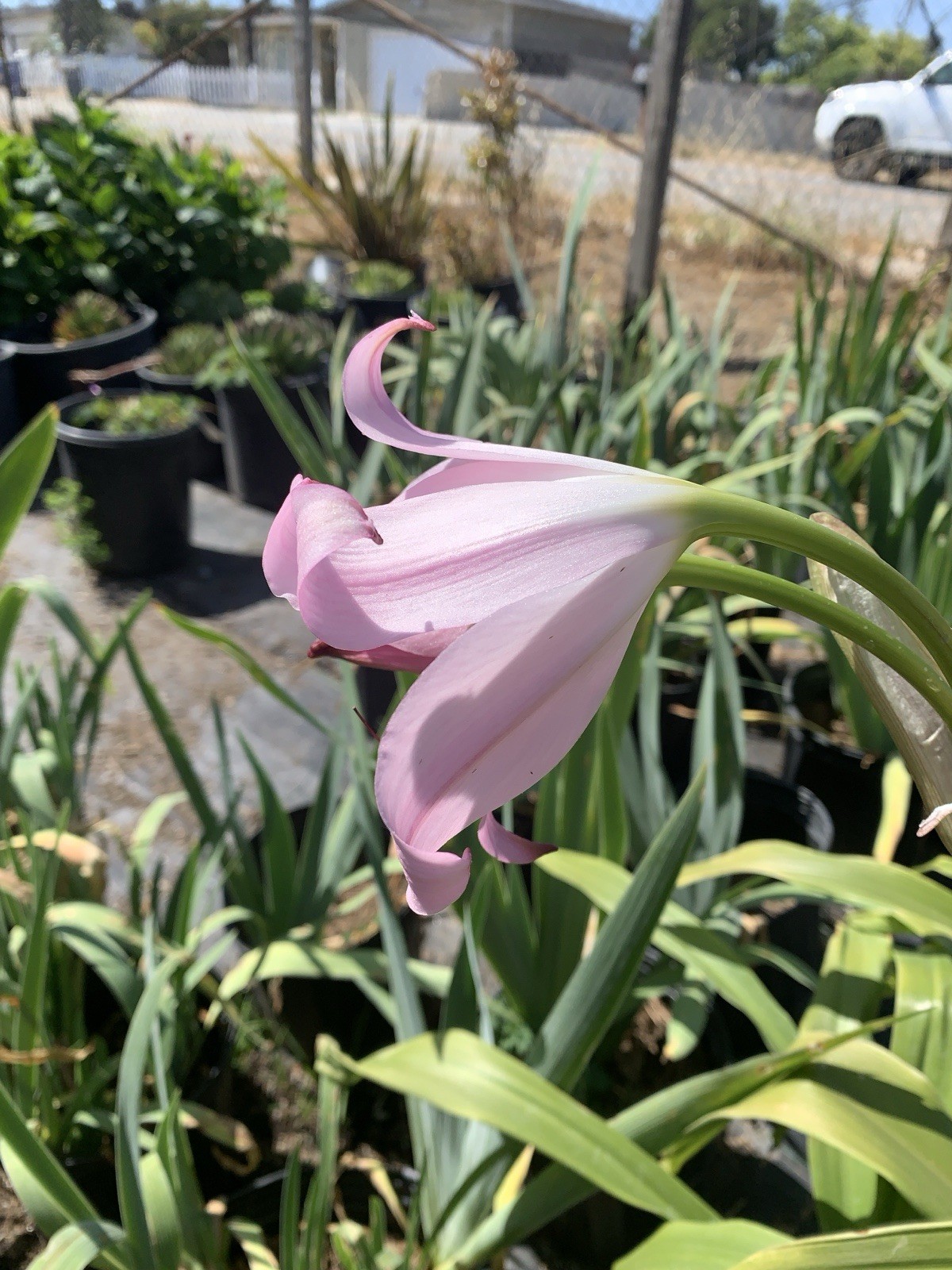 Crinum x Powellii Pink California Lily 1 Jumbo 4-5” Blooming Age Bulb Fragrant