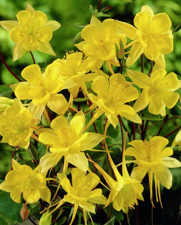 200 Sunshine Yellow Columbine Aquilegia Perennial Flower Seeds +gift