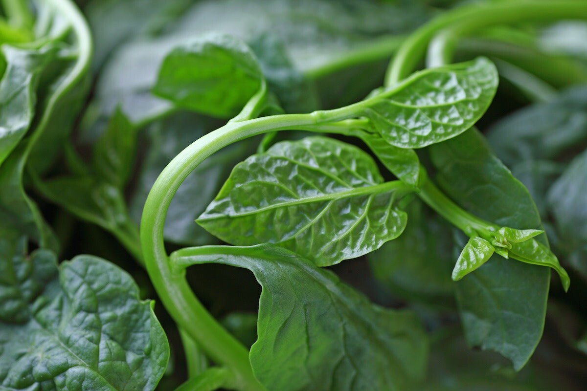 Organic Green Malabar Spinach Big Leaves Seeds /Ceylon/Mồng Tơi, 2025 Season