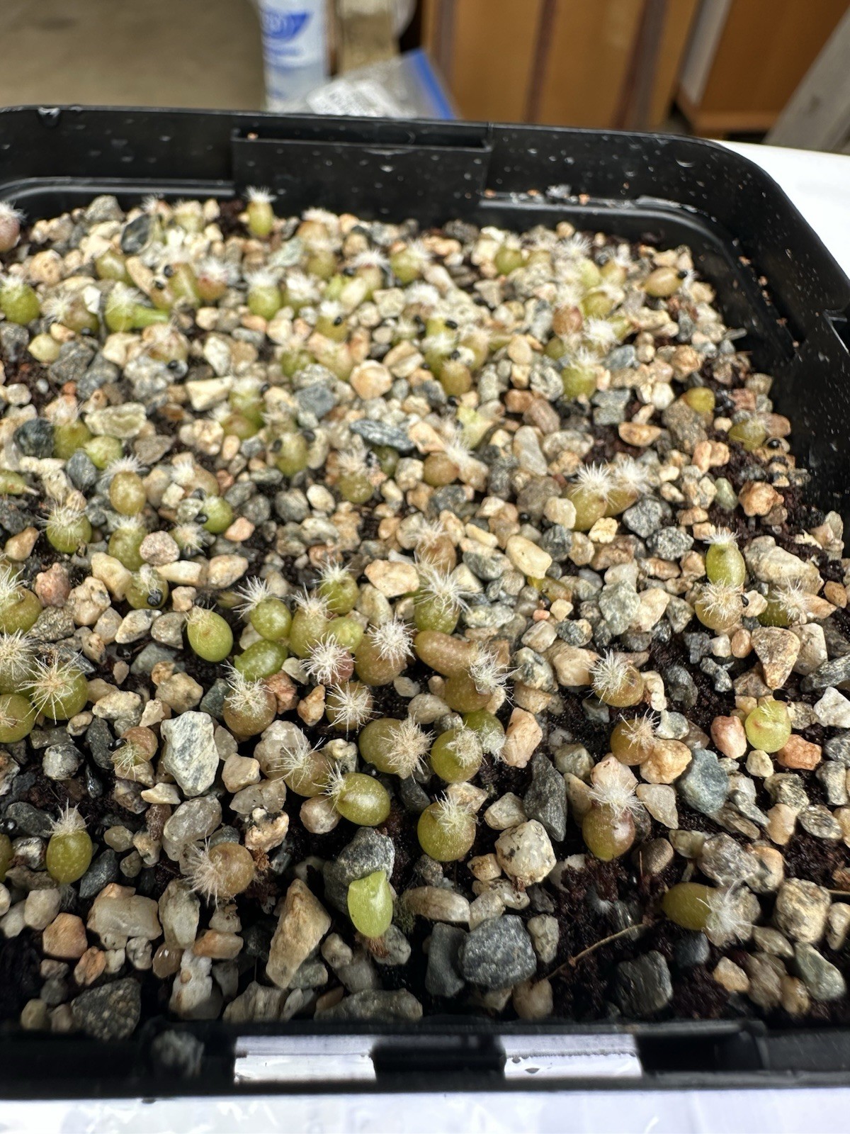 Ultra Rare SEEDS Copiapoa Cinerea v.“Melanohystrix” US SELLER LIMITED RESTOCK