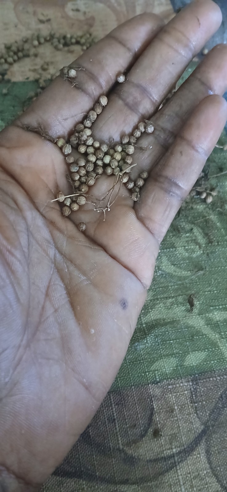Bushy Leisure Cilantro (Coriander) Seeds / Non-GMO