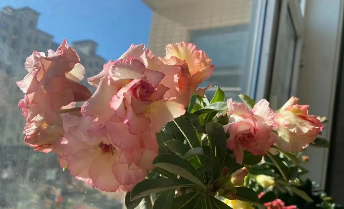 5Pcs Rare pink Desert Rose Seeds Garden Flower Decor-seed
