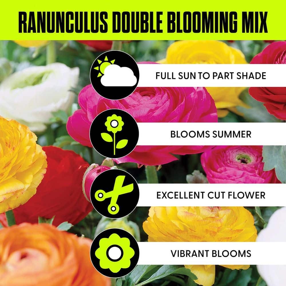 Butter Cups Ranunculus Double Blooming Mixed Bulbs (Set of 25)