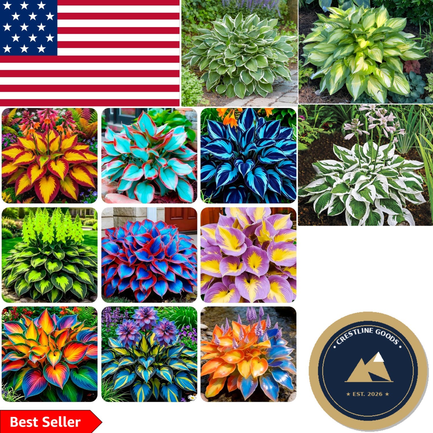 290+ Giant Hosta Seeds – Non-GMO Heirloom for Gorgeous Shade Gardens