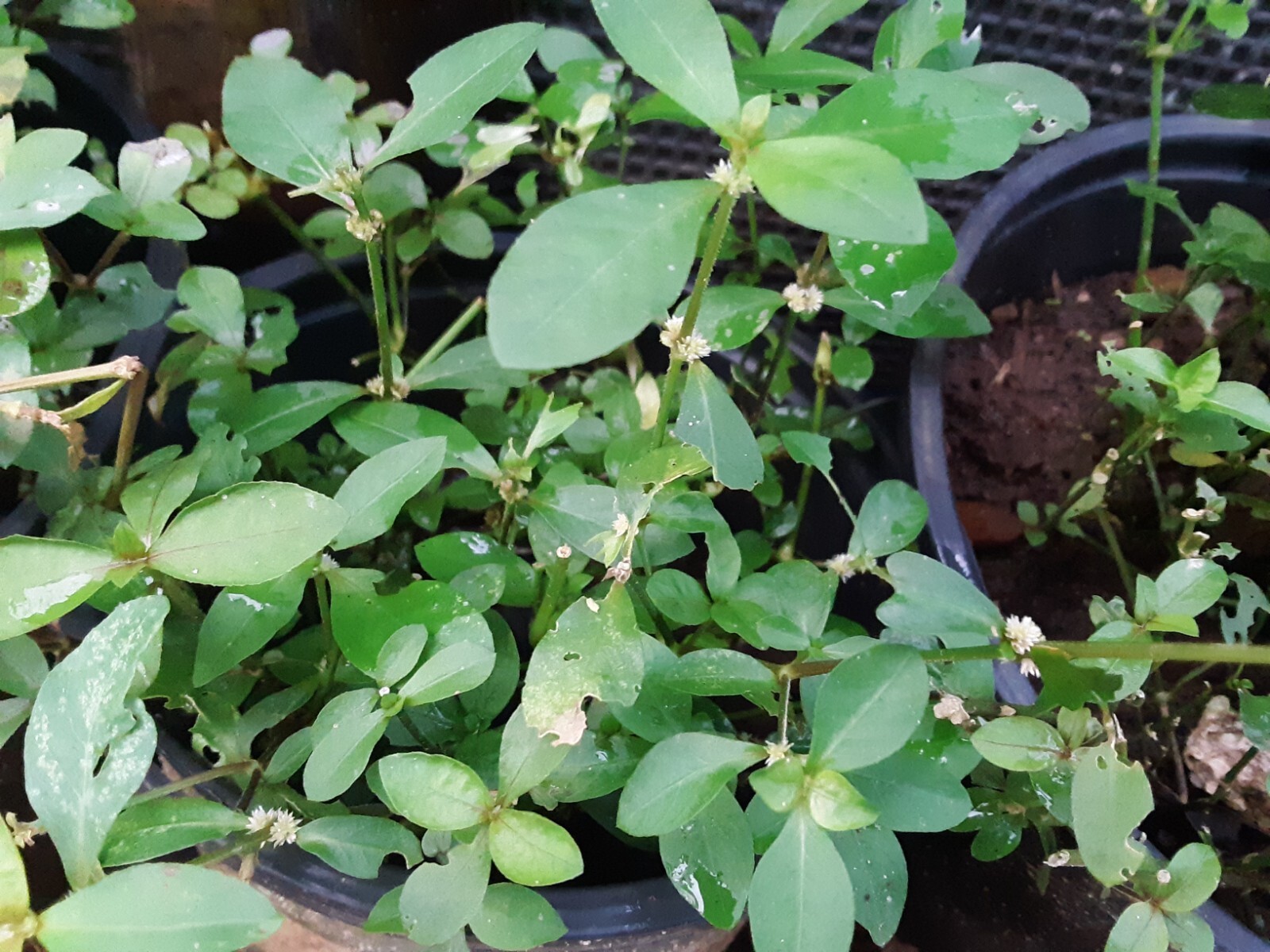 200+Sessile Joyweed/Ponnanganni/Mukunuwenna/Dwarf Copperleaf/Alternanthera Seeds