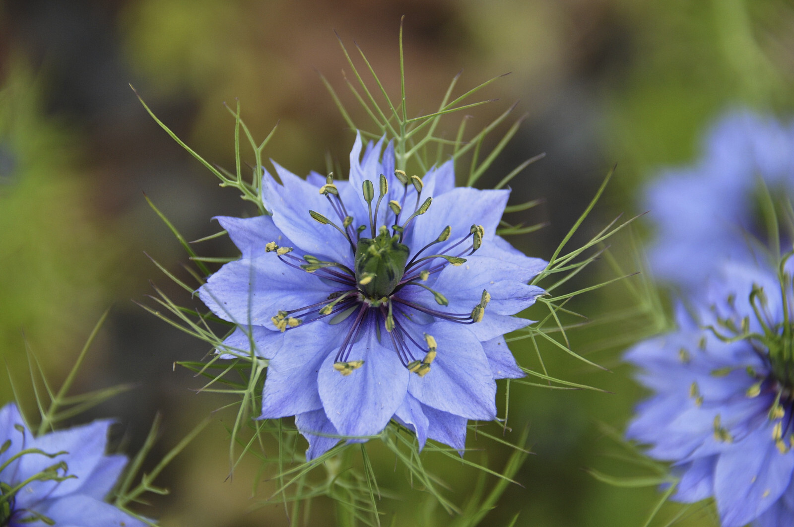 Nigella Damascena – Love in the MIst – Jewels Indigo seed