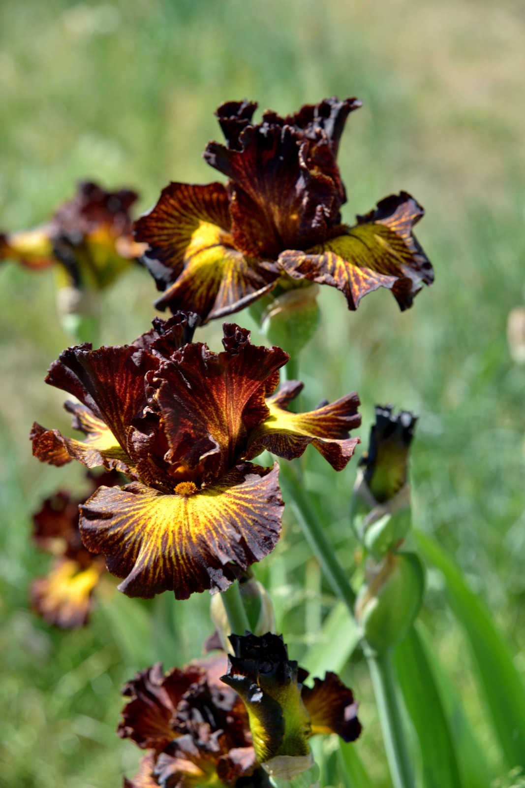 **SORBONNE** Tall Bearded Iris. Pre-Order, Combined Shipping: Jul – Sep