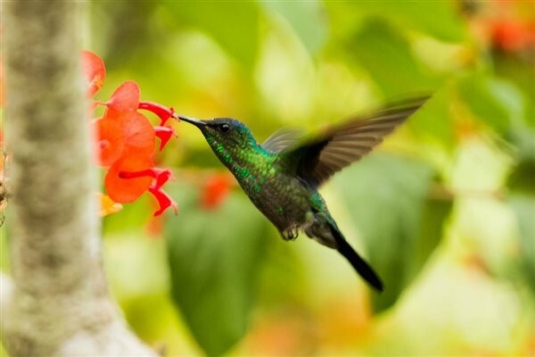 500+ Wildflower Mix HUMMINGBIRD BUTTERFLY SEEDS – Perennials Annuals Heirloom