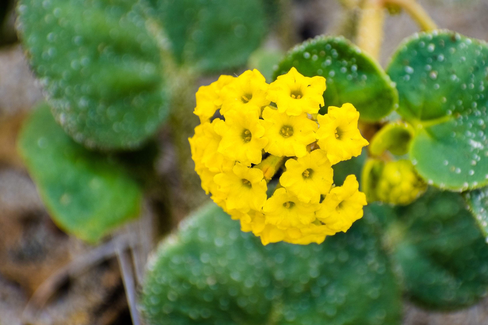 20 YELLOW SAND VERBENA Coastal Abronia Latifolia Arenaria Flower Seeds *Comb S/H