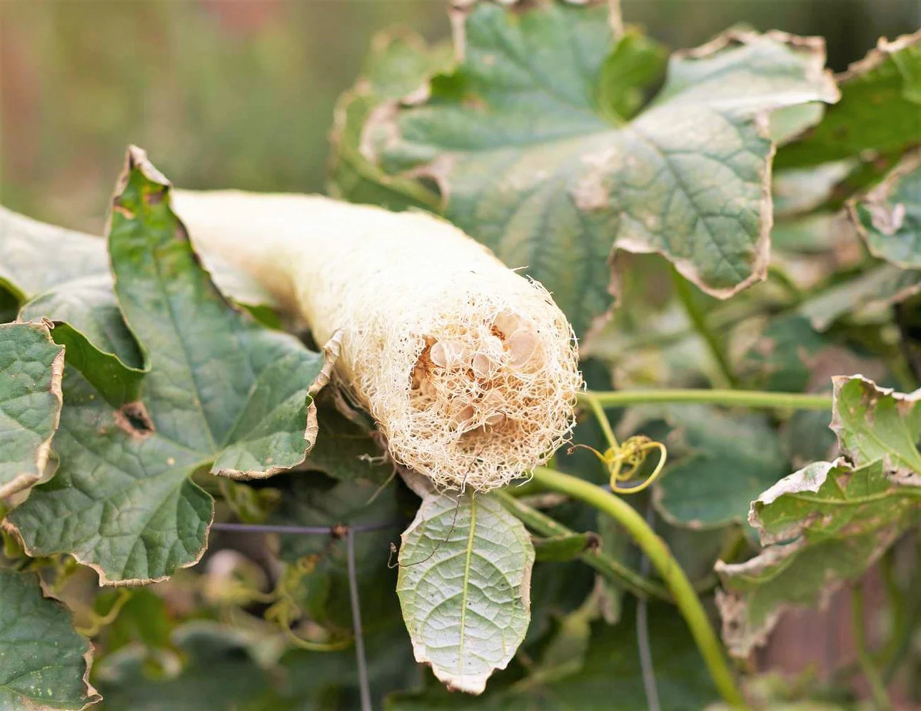 Dok Luffa Seeds | Smooth Sponge Gourd Loofah Snake Melon USA Asian Seed 2024