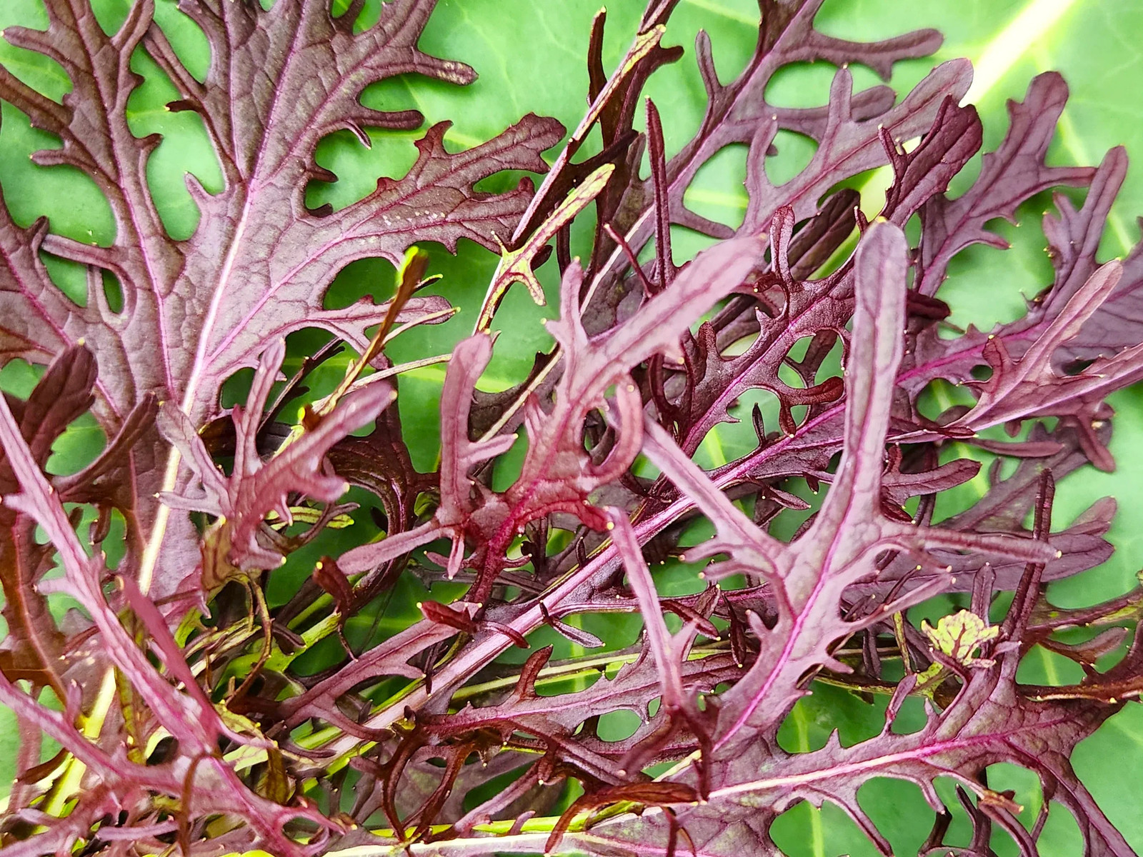 Red Mizuna Mustard Greens Seeds – For 2025 Planting Japanese Water Peppergrass