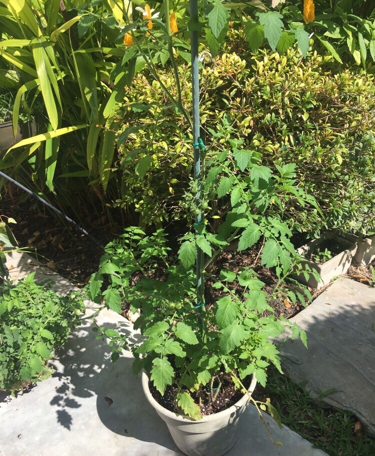Everglades Tomato seeds 60+ Organic Solanum pimpinellifolium + Marigolds