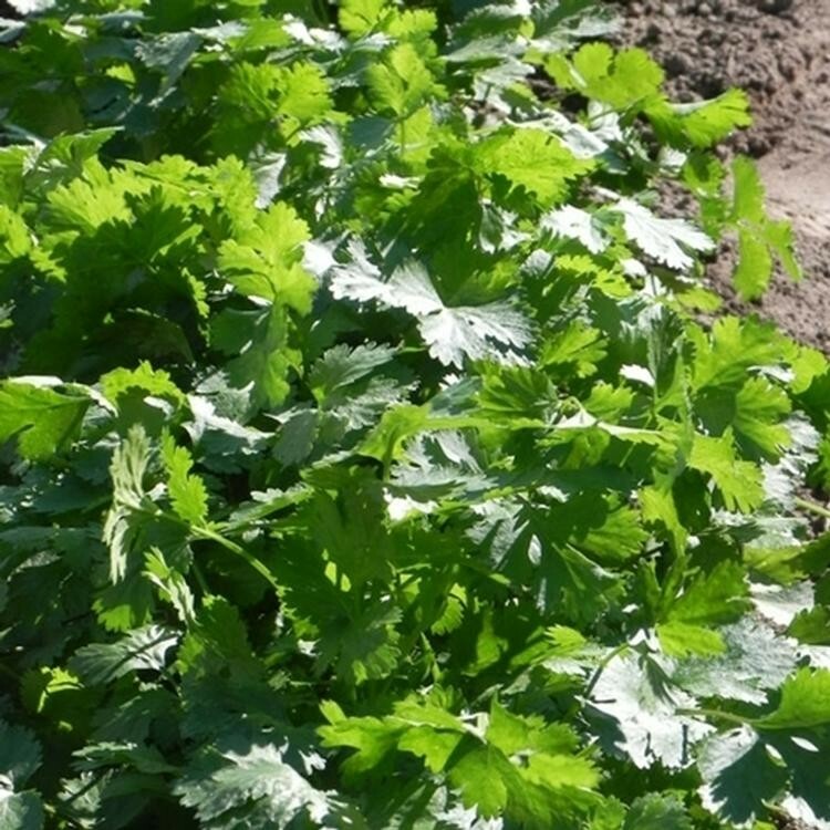 100+ Cilantro/Coriander Seeds Heirloom NON-GMO, Fresh Seeds, Slow-Bolting