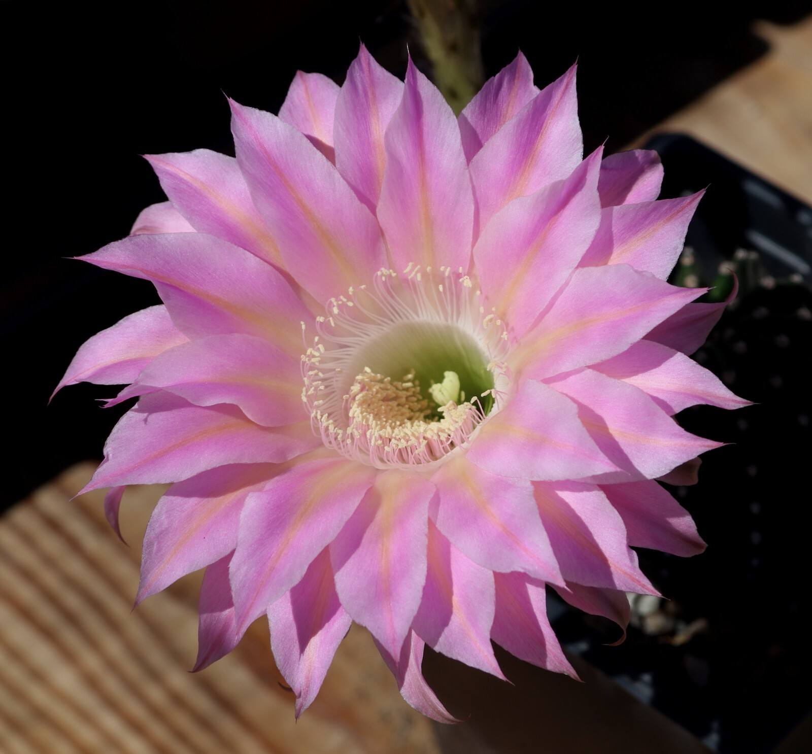 Echinopsis hybrid ‘Sex On The Beach’