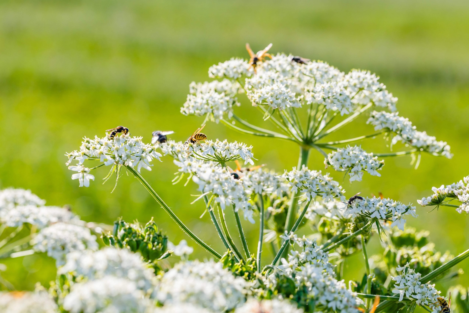 400 CARAWAY Carum Carvi HERB Flower Seeds