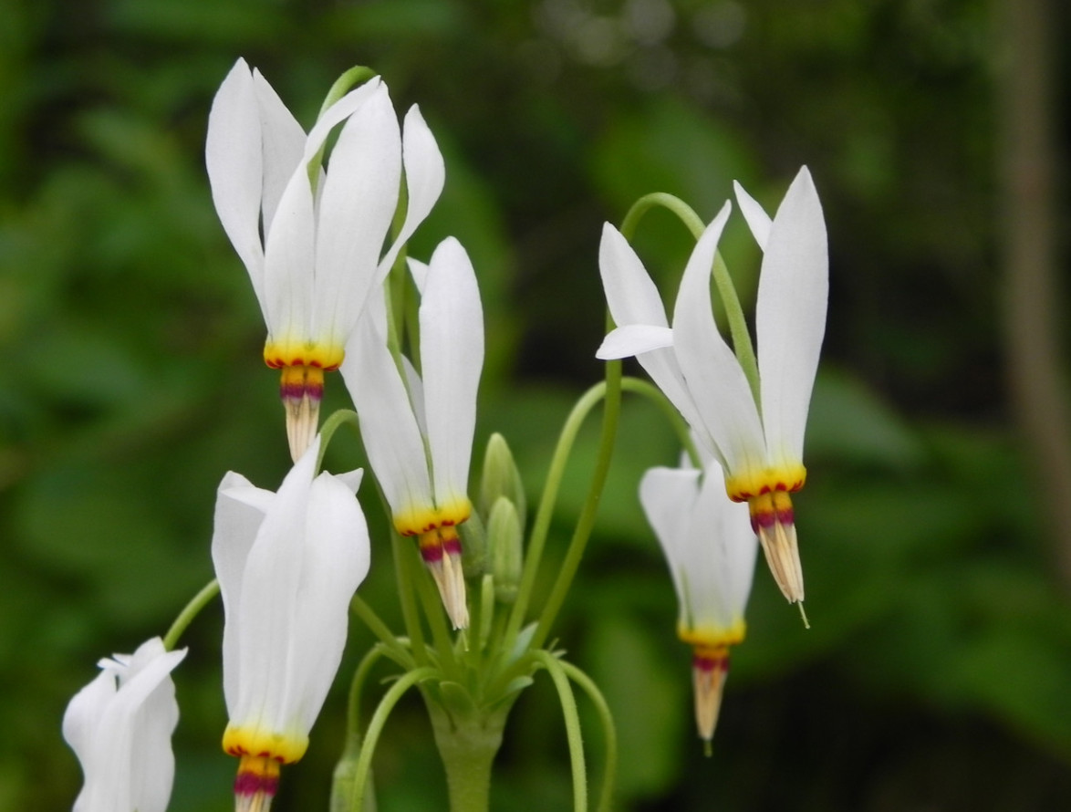 Shooting Star – Perennial – 5 Bulbs/Roots for Planting – No Shipping AK, HI, PR